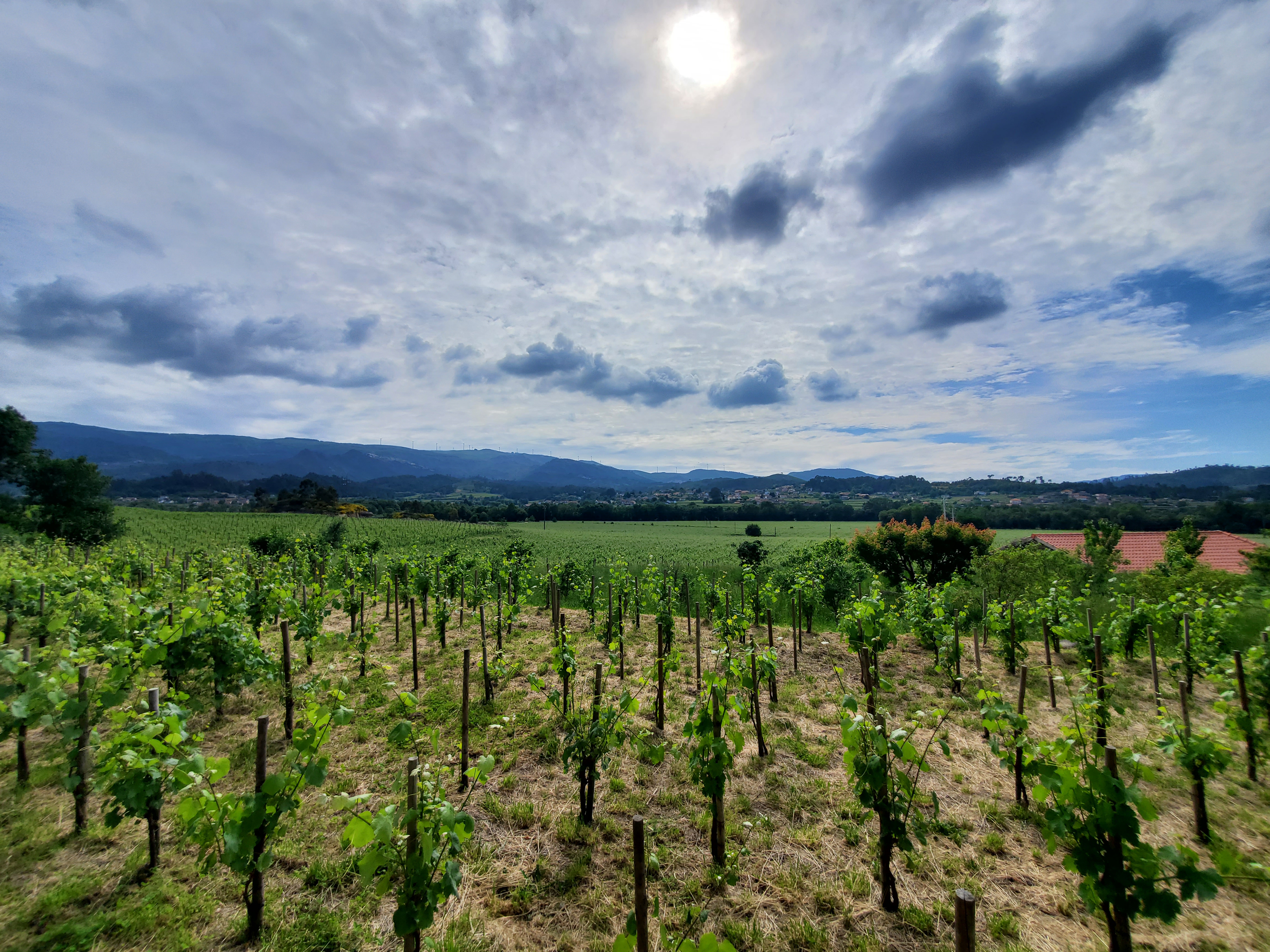 Vinho Verde Prestige: Private Wine Journey with 3 Estates & Sparkling Sabering
